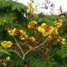 Peltophorum Pterocarpum Copperpod Golden Yellow Flamboyant 10 Seeds