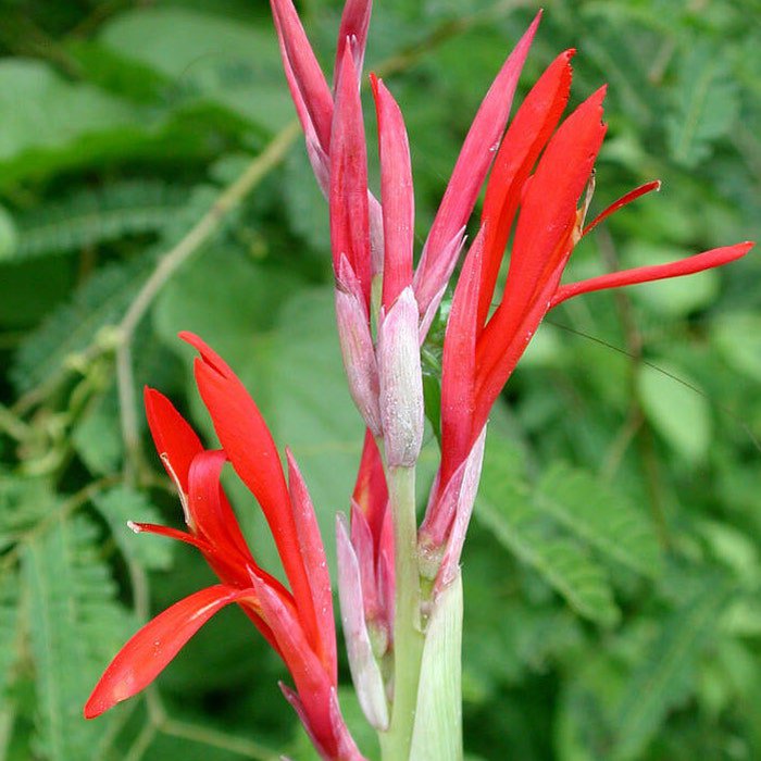 Canna Indica Indian Shot 10 Seeds