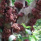 Ficus Racemosa Indian Cluster Fig Tree Goolar Gular 200 Seeds
