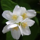 Philadelphus Coronarius English Dogwood Sweet Mock Orange 200 Seeds
