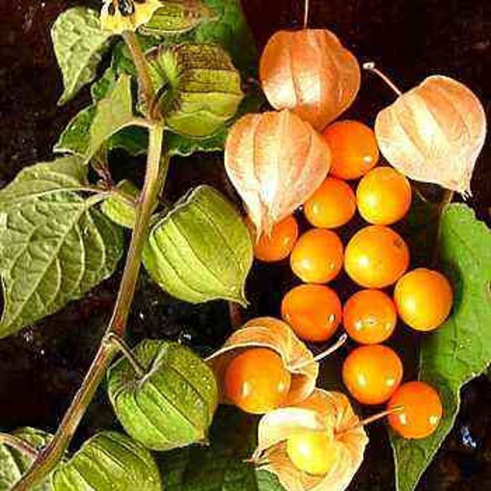 Physalis Peruviana Cape Gooseberry Peruvian Ground Cherrypohaberry 100 Seeds