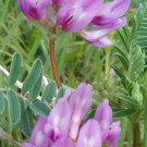 Astragalus Crassicarpus Ground Plum Groundplum Milkvetch 50 Seeds