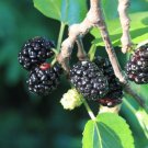 Morus Nigra Black Mulberry Toot Tree 10 Seeds
