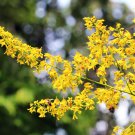 Koelreuteria Paniculata Golden Raintree 10 Seeds