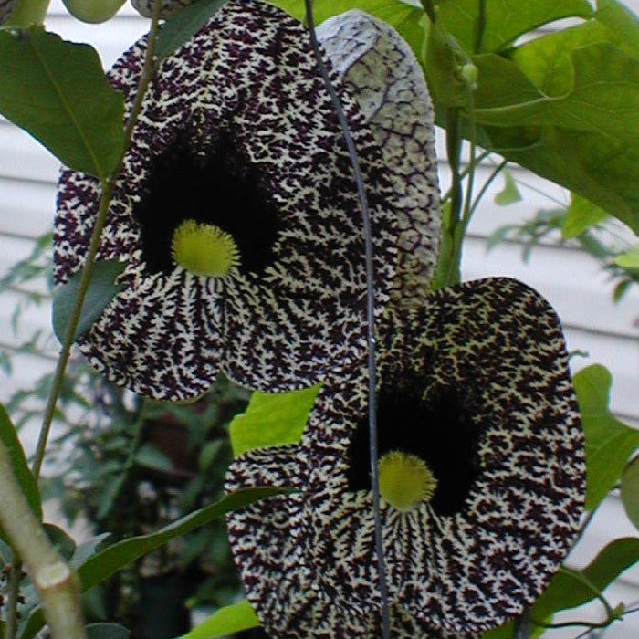 Aristolochia Elegans Elegant Dutchmans Pipe Calico Flower 50 Seeds