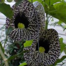 Aristolochia Elegans Elegant Dutchmans Pipe Calico Flower 50 Seeds