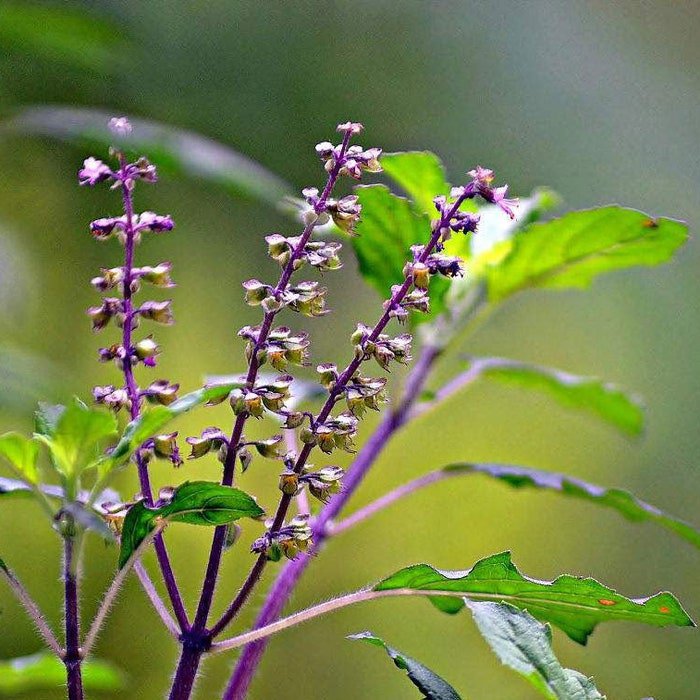 Ocimum Tenuiflorum Sanctum Holy Basil Tulasi Thulasi Tulsi 200 Seeds