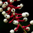 Actaea Pachypoda Dolls Eyes White Baneberry Cohosh 10 Seeds