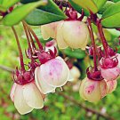 Ugni Molinae Chilean Guava Strawberry Myrtle 10 Seeds