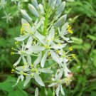 Camassia Scilloides Atlantic Camas Wild Hyacinth 50 Seeds
