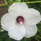 Hibiscus Dasycalyx Neches River Rosemallow 10 Seeds