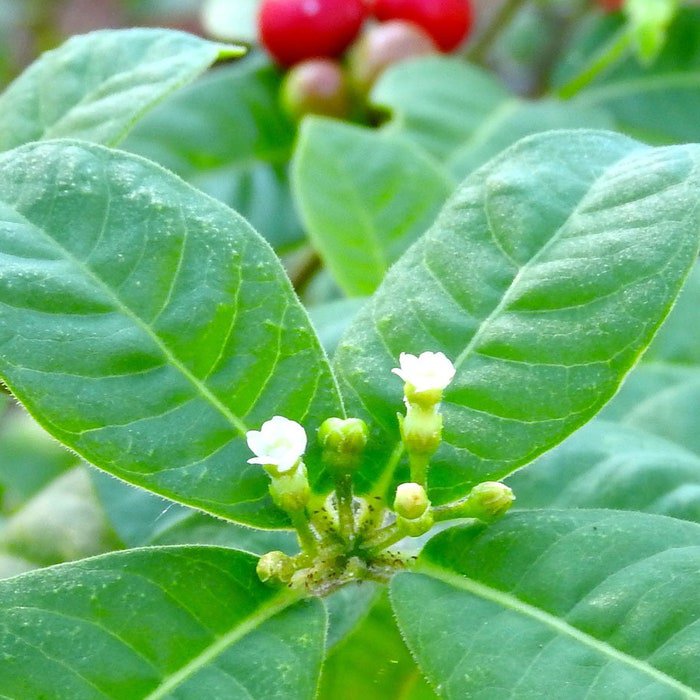 Rauvolfia Tetraphylla Be Still Tree Devil Pepper 10 Seeds