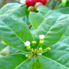 Rauvolfia Tetraphylla Be Still Tree Devil Pepper 10 Seeds