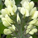 Baptisia Bracteata False-Indigo Cream Wild Indigo 5 Seeds