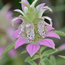 Monarda Punctata Dotted Horsemint Spotted Bee Balm 500 Seeds
