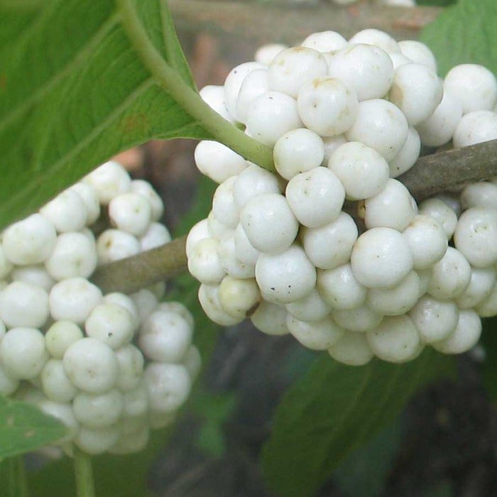 Callicarpa Americana Lactea White American Beautyberry 10 Seeds
