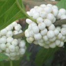 Callicarpa Americana Lactea White American Beautyberry 10 Seeds