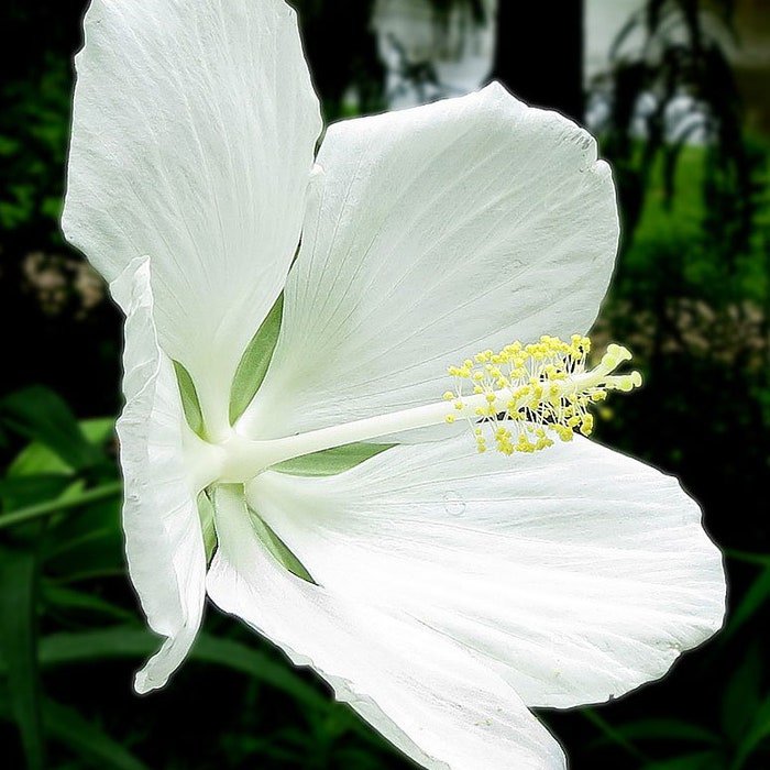 Hibiscus Coccineus Alba White & Texas Star Rose Mallow 10 Seeds