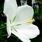 Hibiscus Coccineus Alba White & Texas Star Rose Mallow 10 Seeds