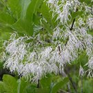 Chionanthus Virginicus Fringe Tree Grancy Graybeard 5 Seeds