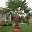 Trachycarpus Fortunei Chinese Windmill Palm Chusan 10 Seeds