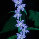 Campanulastrum Americanum Tall American Bellflower 100 Seeds