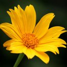 Tithonia Diversifolia Mexican Bolivian Sunflower Marigold Tree 20 Seeds