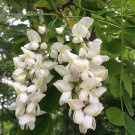 Robinia Pseudoacacia Black & Yellow Locust False Acacia 10 Seeds