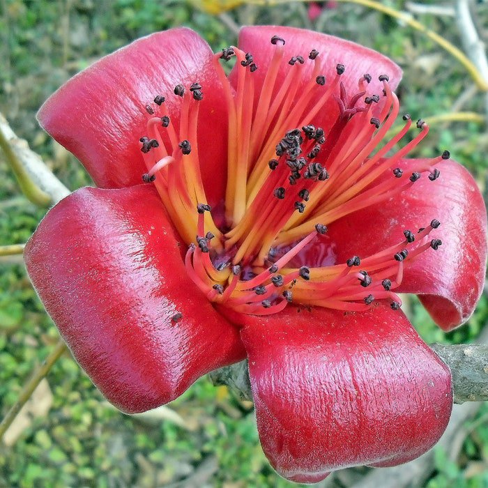 Bombax Ceiba Red Silk Cotton Tree Kapok 20 Seeds