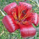 Bombax Ceiba Red Silk Cotton Tree Kapok 20 Seeds