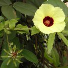 Hibiscus Surattensis Bush Sorrel Wild Sour 10 Seeds