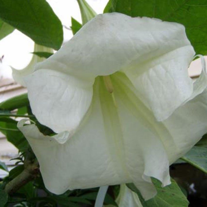 Brugmansia Suaveolens White 10 Seeds