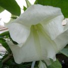 Brugmansia Suaveolens White 10 Seeds