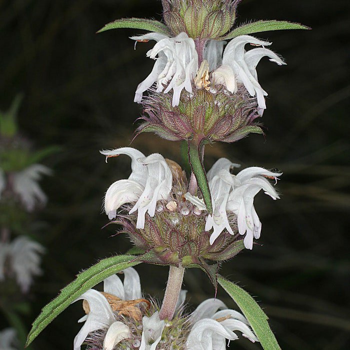 Monarda Pectinata Pony Beebalm Plains Lemon Miners Lettuce 100 Seed