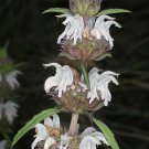 Monarda Pectinata Pony Beebalm Plains Lemon Miners Lettuce 100 Seed