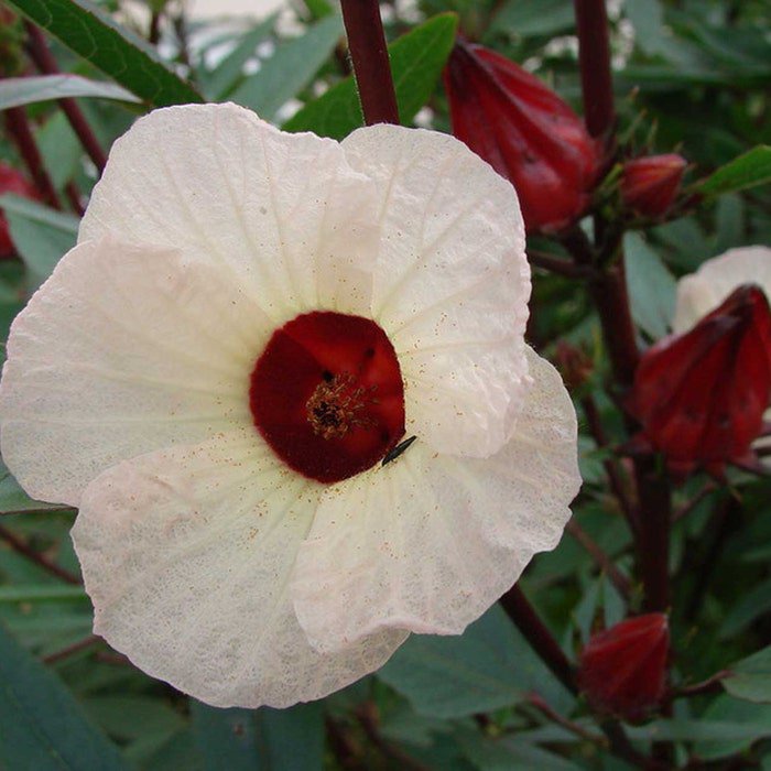 Hibiscus Sabdariffa Roselle Jamaican Tea Maple Leaf Hibiscus 20 Seeds