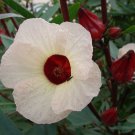 Hibiscus Sabdariffa Roselle Jamaican Tea Maple Leaf Hibiscus 20 Seeds
