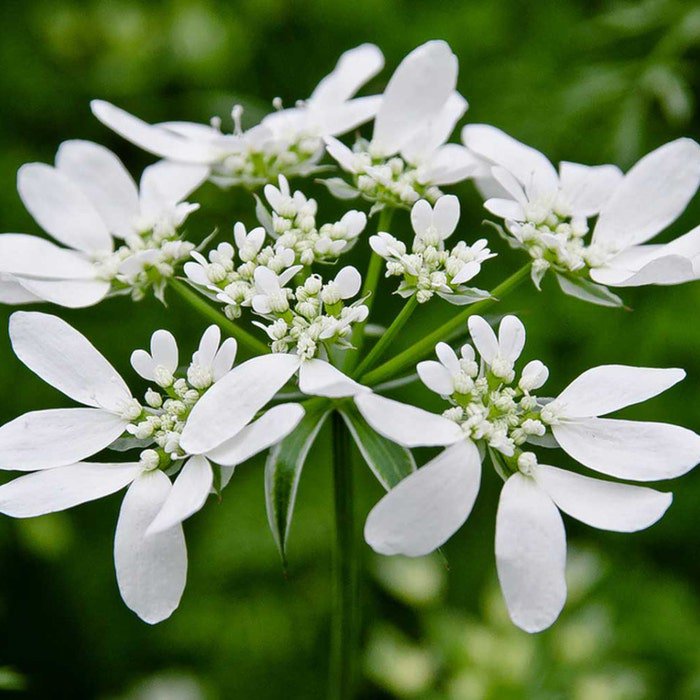 Orlaya Grandiflora Minoan Lace White Lace Flower 20 Seeds