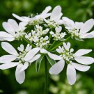Orlaya Grandiflora Minoan Lace White Lace Flower 20 Seeds