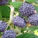 Rubus Leucodermis Black Raspberry 20 Seeds