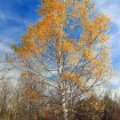 Betula Papyrifera White Paper Birch Canoe Birch 100 Seeds