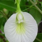 Clitoria Ternatea Single White 10 Seeds