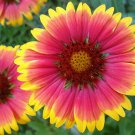 Gaillardia Aristata Bremen Indian Blanket Flower 50 Seeds
