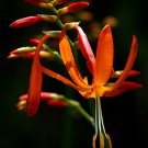 Crocosmia Aurea Falling Stars Valentine Flower Montbretia 5 Seeds