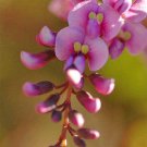 Hardenbergia Violacea Rosea Happy Wanderer Pink Climbing Pea Vine 5 Seeds