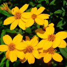 Tagetes Lemmonii Shrub Marigold Mexican Bush Mount Lemmon 50 Seeds