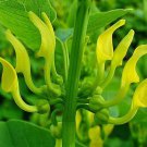 Aristolochia Clematitis European Birthwort Asarabacca 10 Seeds