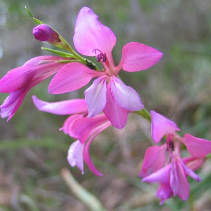 Gladiolus Illyricus Wild Gladiolus 10 Seeds