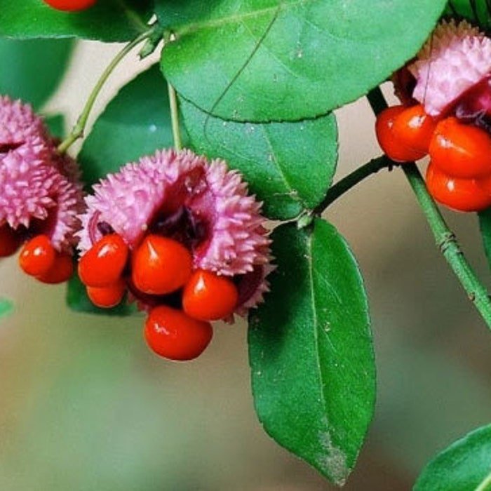 Euonymus Americanus American Strawberry Bush Bursting Heart 5 Seeds