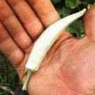 Abelmoschus Esculentus White Fruit White Velvet Okra Ladies Fingers 10 Seeds